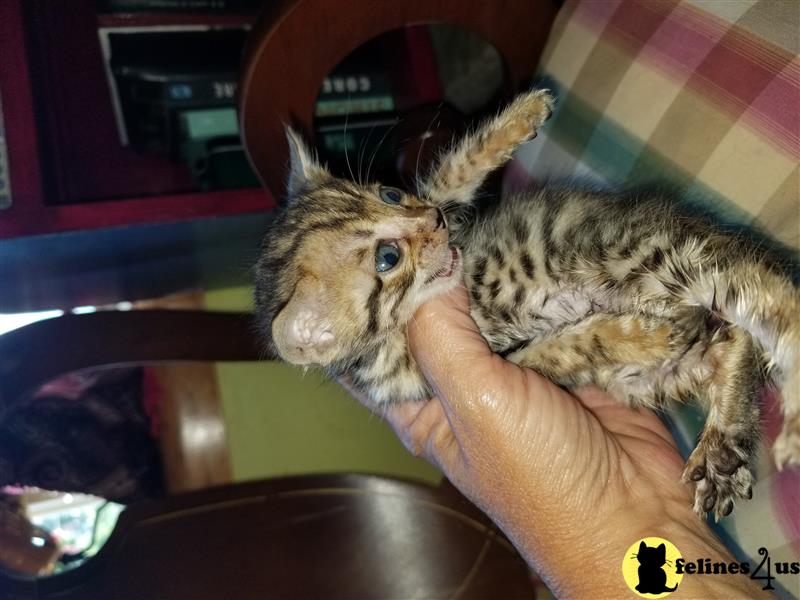 a hand holding a rabbit
