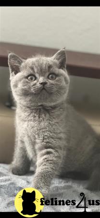 a british shorthair cat sitting on a bed