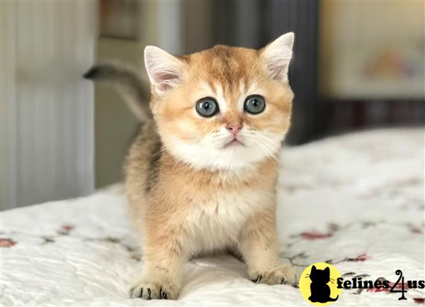 British Shorthair Kitten for Sale: Golden British Shorthair Female ...