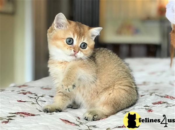 British Shorthair Kitten for Sale: Golden British Shorthair Female ...