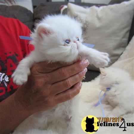 a person holding a persian cat
