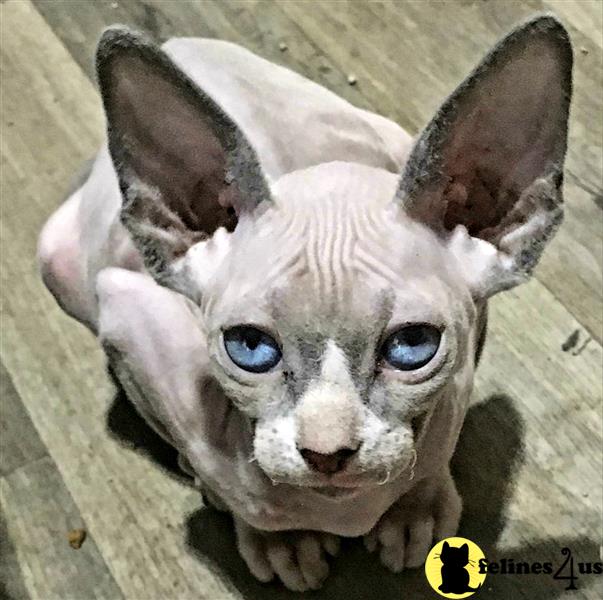 a white sphynx cat with blue eyes