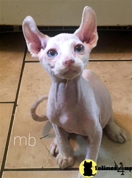 a sphynx cat with a human face