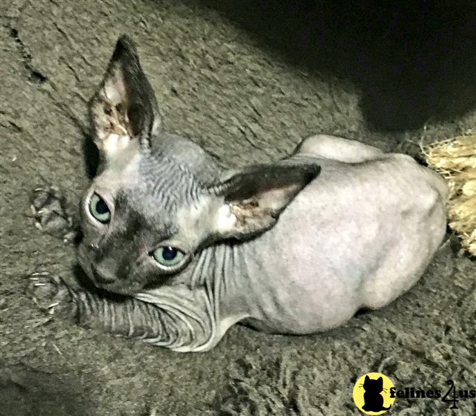 a couple of sphynx sphynx kittens lying on a blanket