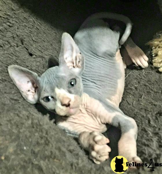 a sphynx cat lying on the ground