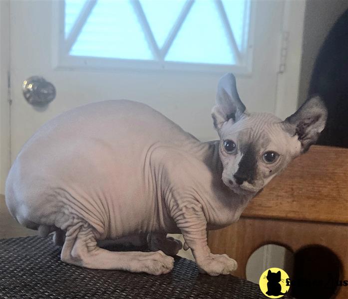 a sphynx cat lying on the ground