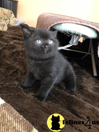 British Shorthair Kitten for Sale: All Black British Shorthair Kitten 6