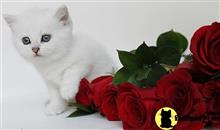 British Shorthair Kittens For Sale In Minnesota