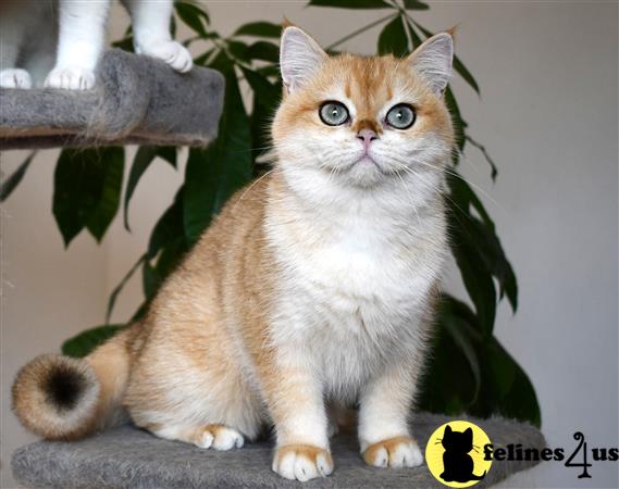 a british shorthair cat sitting on a branch