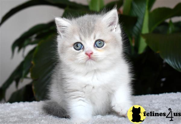 a british shorthair kitten with blue eyes