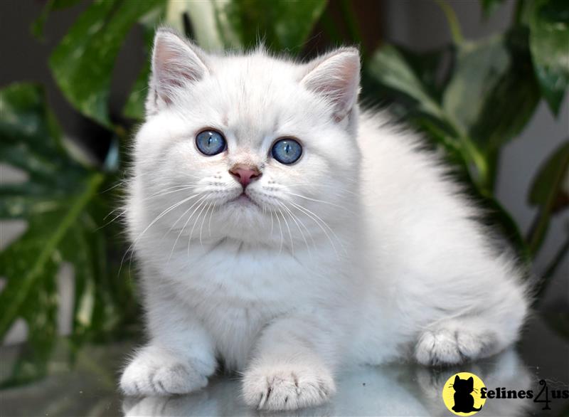 a white british shorthair kitten with blue eyes