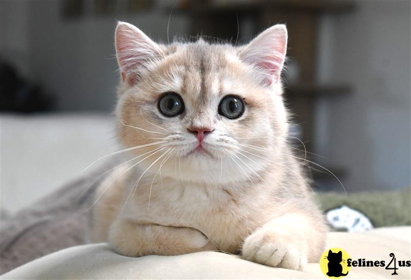 a white british shorthair kitten with blue eyes