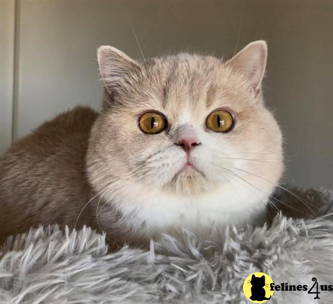 a british shorthair cat with a white fur coat