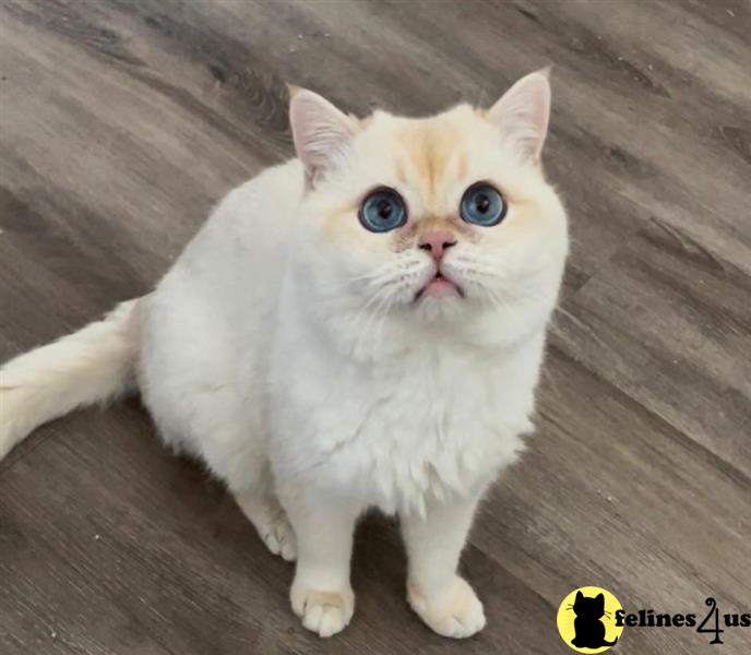 a british shorthair cat with blue eyes