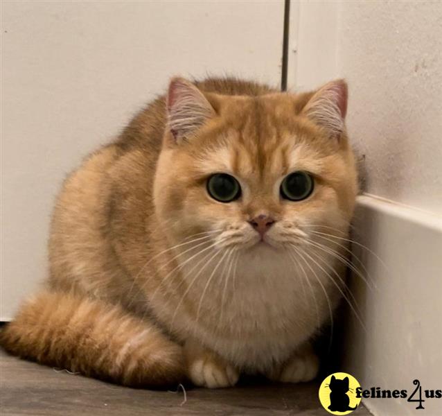 a british shorthair cat sitting on a table