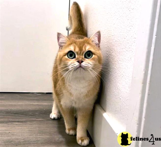 a british shorthair cat with a bunny head