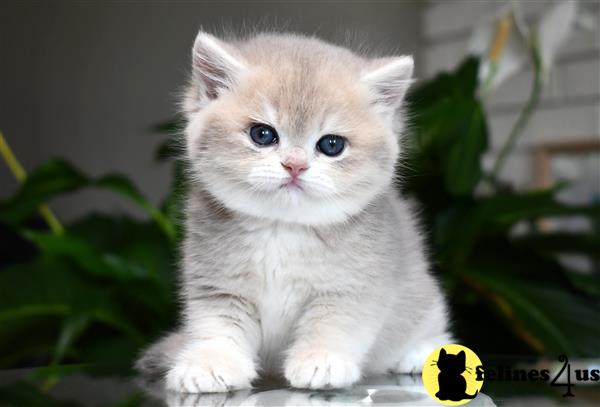 a white british shorthair kitten with blue eyes