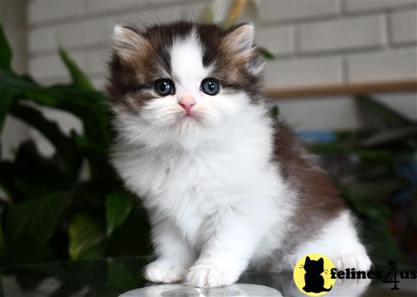 a british shorthair kitten with blue eyes