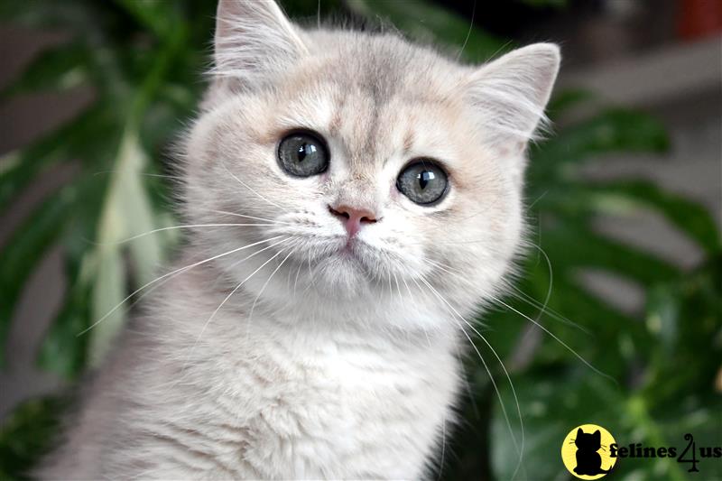 a white british shorthair kitten with blue eyes