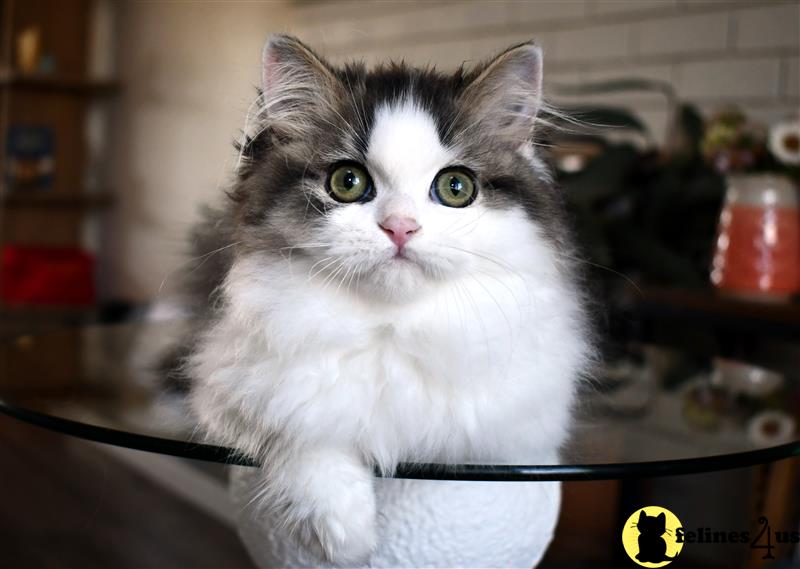 a british shorthair kitten with blue eyes