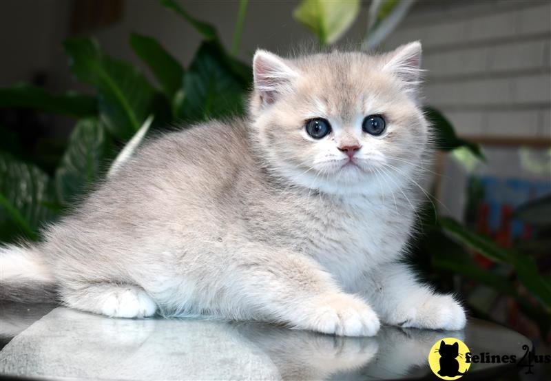 a white british shorthair kitten with blue eyes