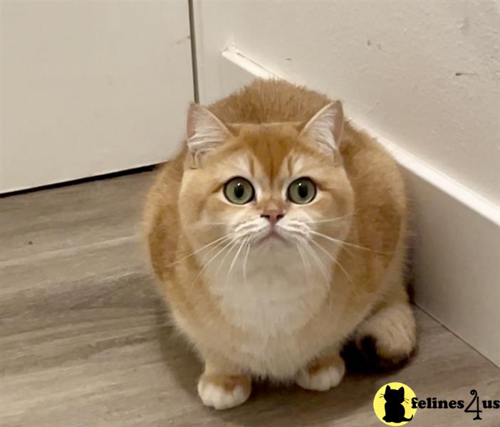 a british shorthair cat with a bunny head