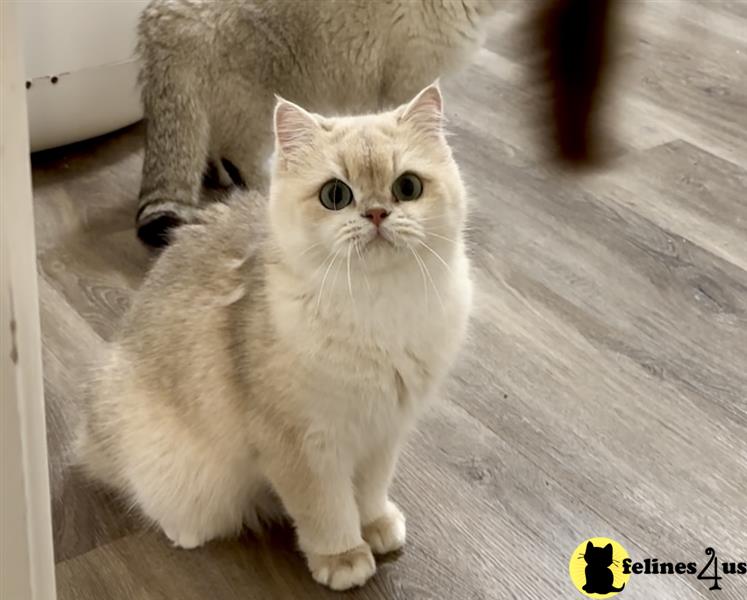 a british shorthair cat standing on a wood floor