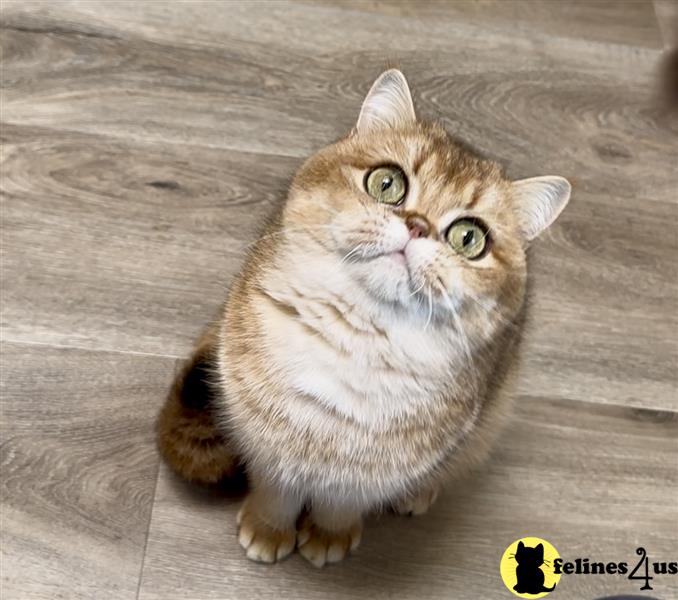 a british shorthair cat sitting on a wood floor