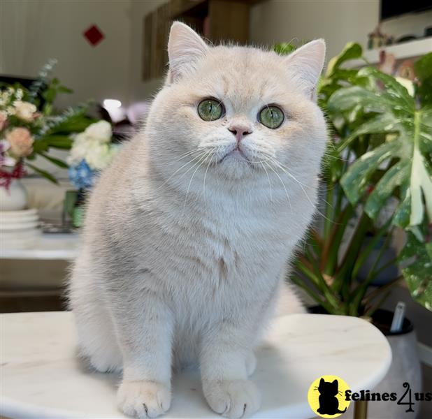 a british shorthair cat sitting on a table