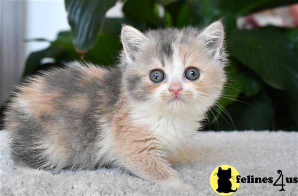 a british shorthair kitten sitting on a blanket