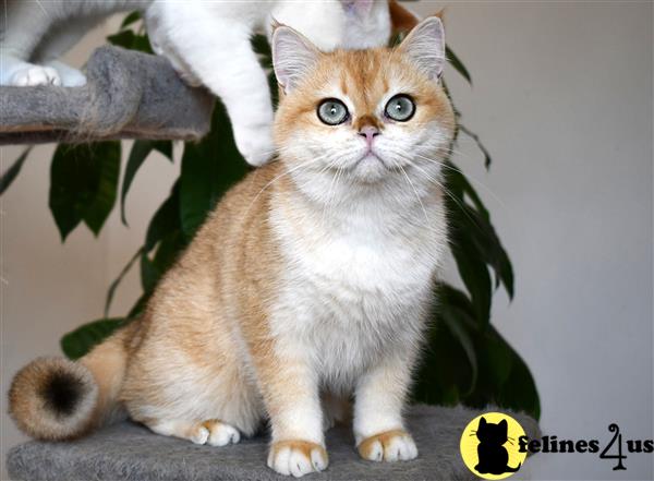 a british shorthair cat sitting on a tree branch