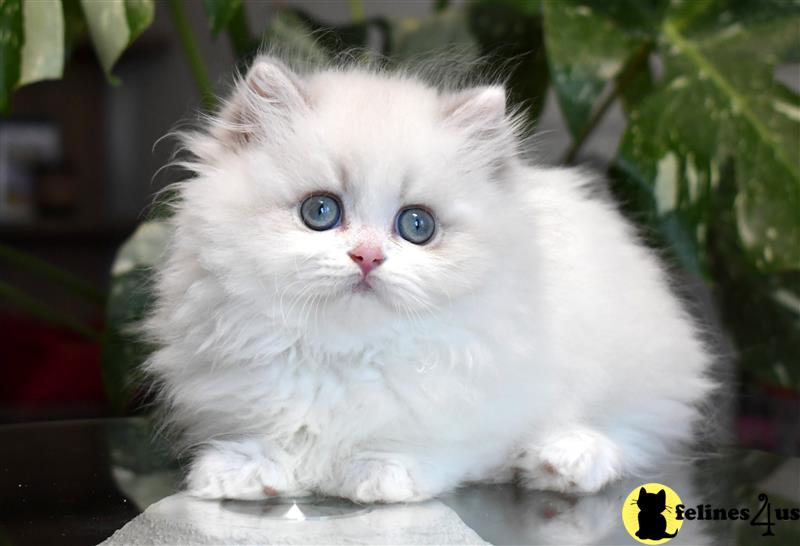 a white munchkin kitten with blue eyes