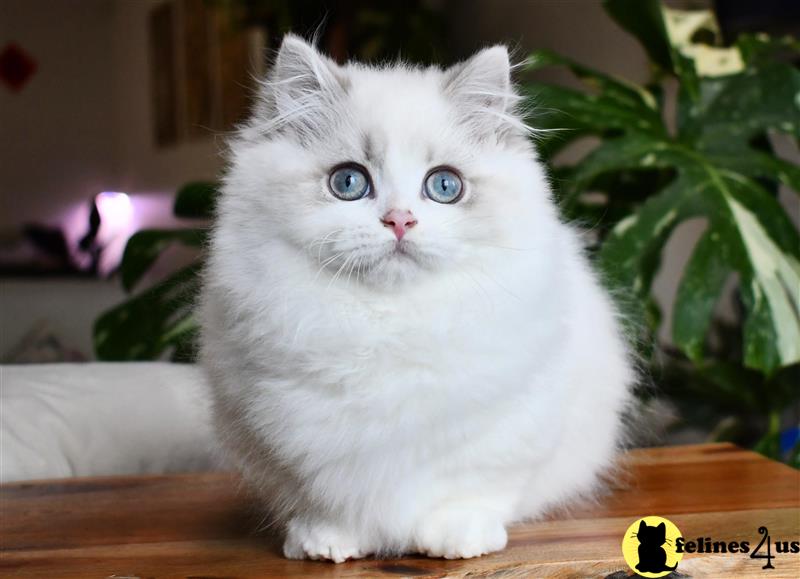 a white munchkin kitten with blue eyes