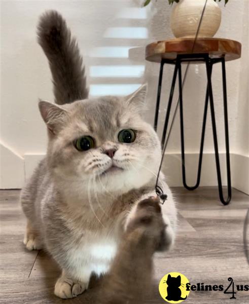 a munchkin cat with a munchkin kittens head