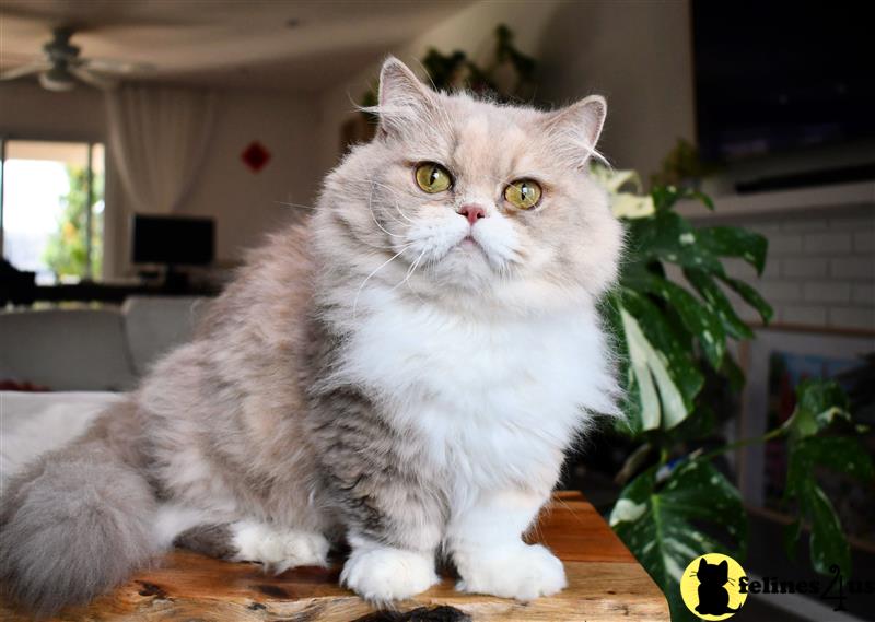 a munchkin cat sitting on a table