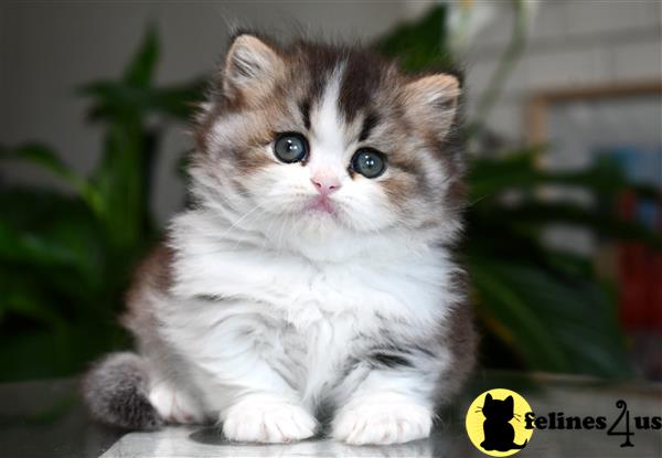 a munchkin kitten on a table