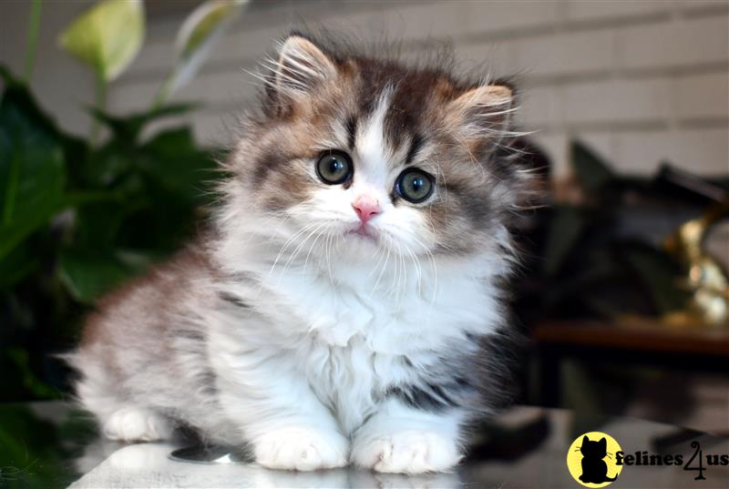 a munchkin kitten on a table