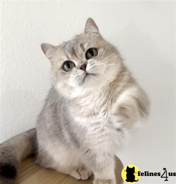 a munchkin cat sitting on a wood floor