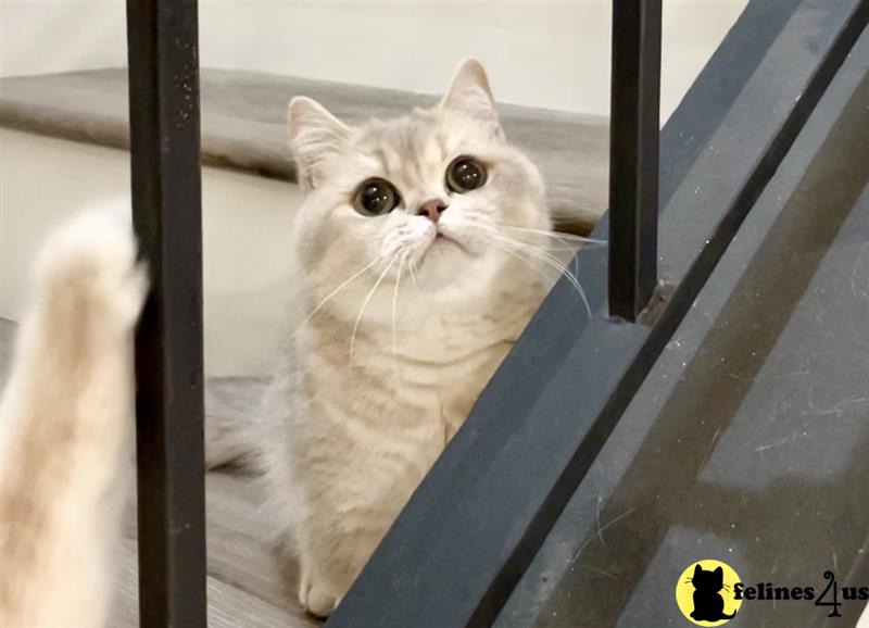 a munchkin cat sitting on a wood floor