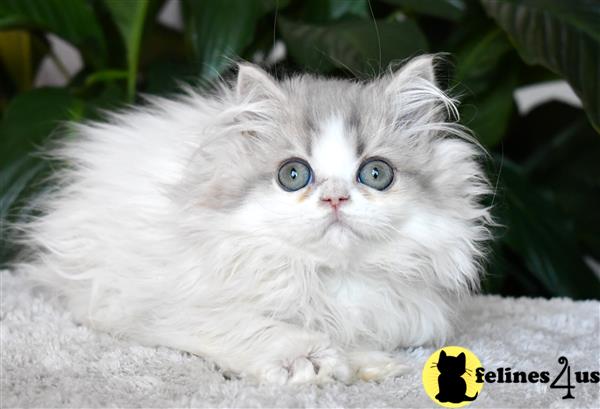 a white persian kitten with blue eyes