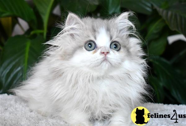 a white persian cat with blue eyes