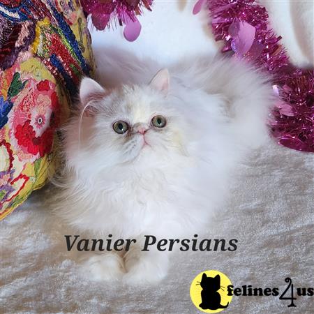 a white persian cat lying on a blanket