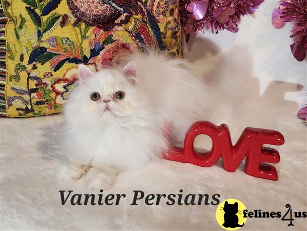 a white persian cat with a red bow