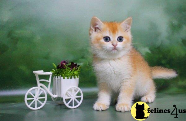 a british shorthair kitten pushing a cart