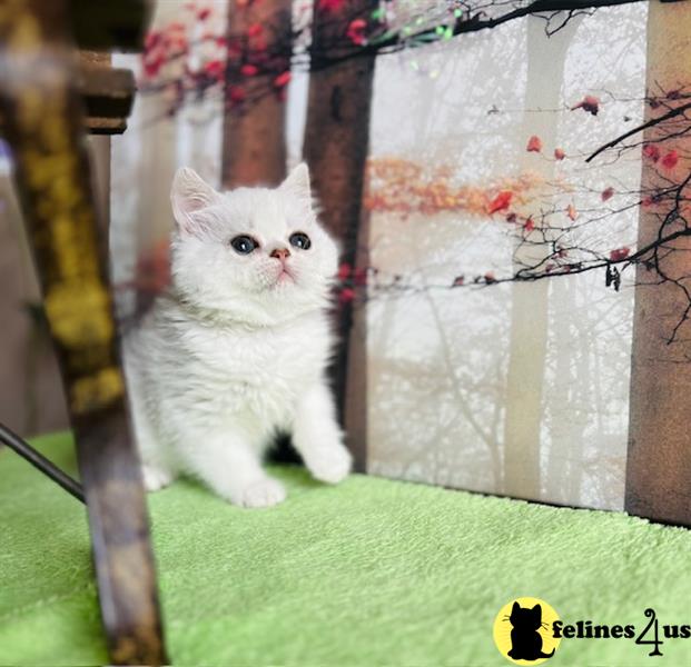 a exotic shorthair cat sitting on a green lawn