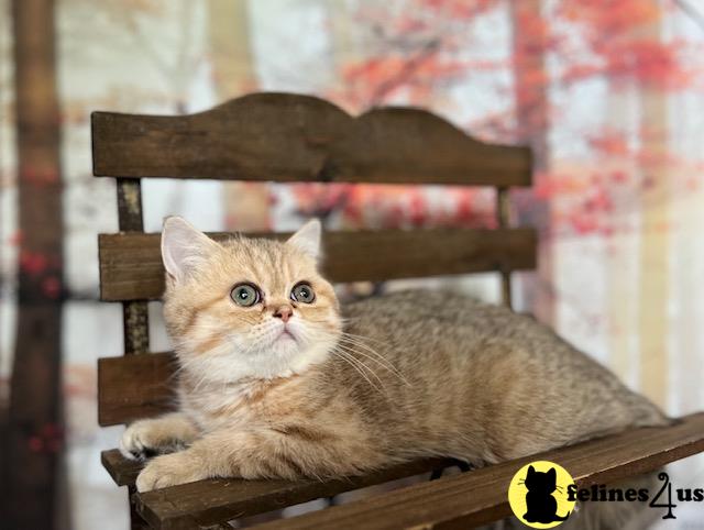 a exotic shorthair cat sitting in a chair