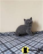 British Shorthair Kittens for Sale