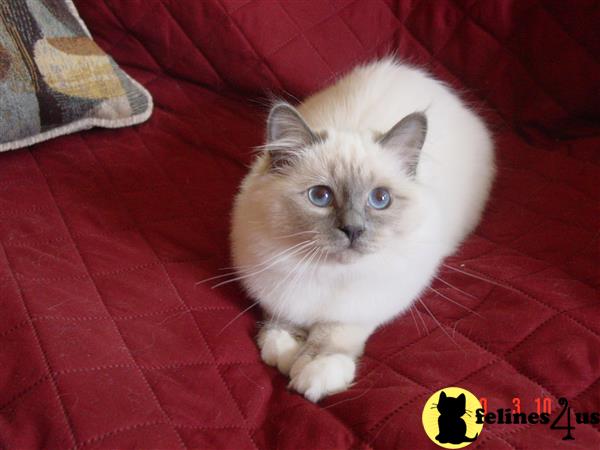 a birman cat sitting on a red blanket