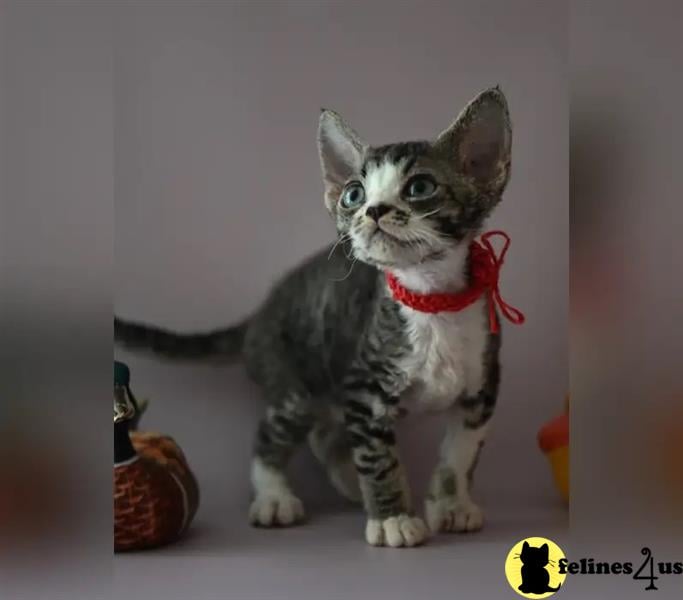 a devon rex cat wearing a bow tie