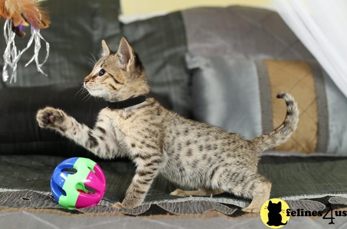 a savannah cat lying on its back